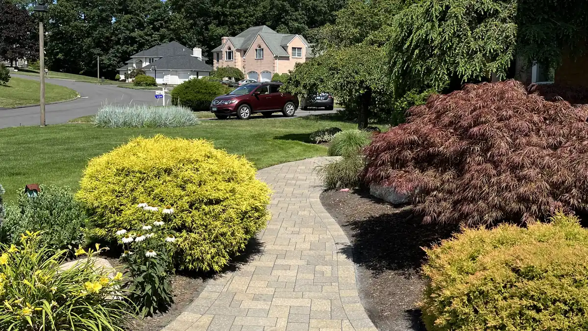 Walkway and maple, Rocky Hill Tan paver walkway between golden shrubs and a red Japanese maple, freshly cleaned in Rocky Hill, CT