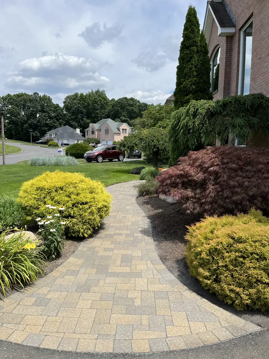 Tan paver walkway after cleaning, curving between golden evergreens and a Japanese maple in Rocky Hill, CT